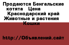 Продаются Бенгальские котята › Цена ­ 10 000 - Краснодарский край Животные и растения » Кошки   